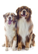 couple de berger australiens