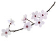 branch with flowers of almond isolated on a white background