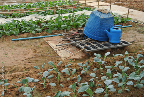 Photo: Organic vegetables. Organic vegetables.