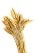 Foto: Stalks of wheat ears Stalks of wheat ears