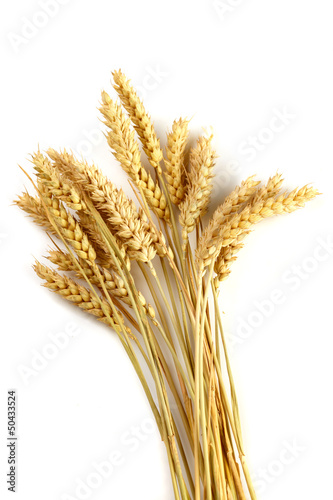 Photo: Stalks of wheat ears Stalks of wheat ears
