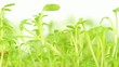 cress sprouts dolly