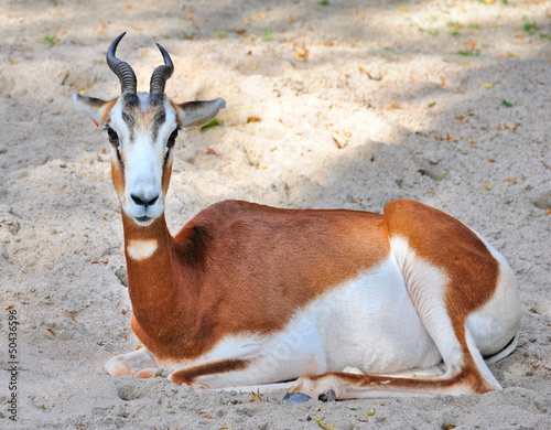 Photo: Springbok antelope (Antidorcas marsupialis) Springbok antelope (Antidorcas marsupialis)