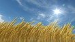 growing wheat, 3d animation with an alpha matte