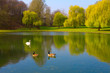 Spring Park. Lake in the spring park.
