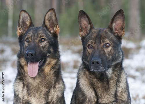 Photo: german sheepdogs portrait german sheepdogs portrait
