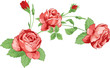 Vector illustration of roses in vintage style