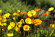 Many yellow poppy flowers in the garden