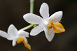 Phalaenopsis Mini Mark hybrid