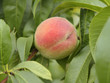Pfirsichbaum