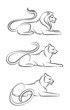 Vector: Wild cat Wild cat