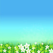 Blumenwiese Frühling