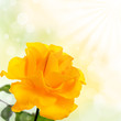 Rose on a green background