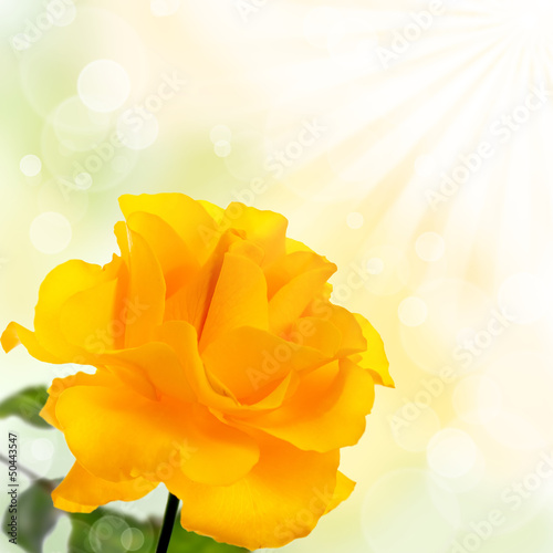 Photo: Rose on a green background Rose on a green background