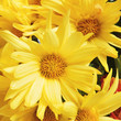 yellow daisies
