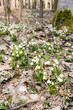Photo: spring snowflakes in forest spring snowflakes in forest
