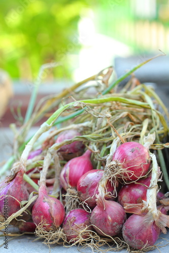 Photo: Shallot - asia red onion Shallot - asia red onion