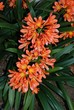 Clivia Miniata flowering rhizome © Arena Photo UK