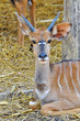 Nyala
