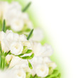 White fressia