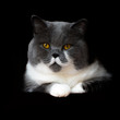 British Shorthair Cat on black Background