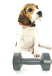 Training the doggy