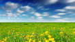 glade of dandelions