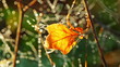 Video: autumn leaf autumn leaf