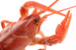 crayfish on a white background