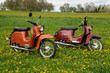 Mopeds im Löwenzahn