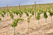 Viñedo en La Rioja (España)