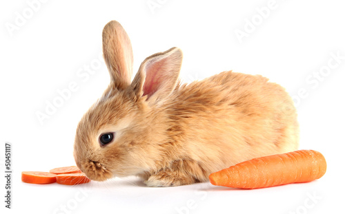 Photo: Fluffy foxy rabbit with carrot isolated on white Fluffy foxy rabbit with carrot isolated on white