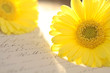 Gelbe Blume und alter Brief