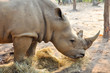 White rhino