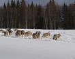 Photo: Sled dog racing Sled dog racing