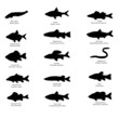 silhouettes of european fishes
