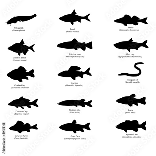 Vector: silhouettes of european fishes silhouettes of european fishes