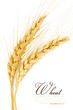 Photo: wheat wheat