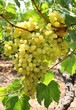 Photo: harvest of green grapes harvest of green grapes