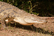 Foto: Nilkrokodil Nilkrokodil