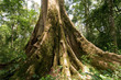 Foto: Mpanga-Forest, Uganda Mpanga-Forest, Uganda