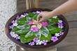 Frauenhand schmückt Blumenschale