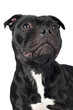 staffordshire bull terrier dog portrait