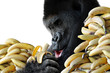 Big hungry gorilla eating a snack of bananas for breakfast