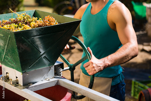 Photo: Winegrower working with grape harvesting machine Winegrower working with grape harvesting machine