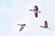 3 Gänse