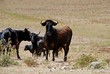 Bulls in field, Medina Sidonia, Andalusia © Arena Photo UK