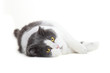 Photo: bicolor cat lying on a white background bicolor cat lying on a white background