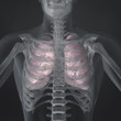 Lungs