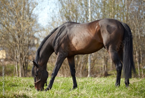 Photo: horse out to pasture horse out to pasture